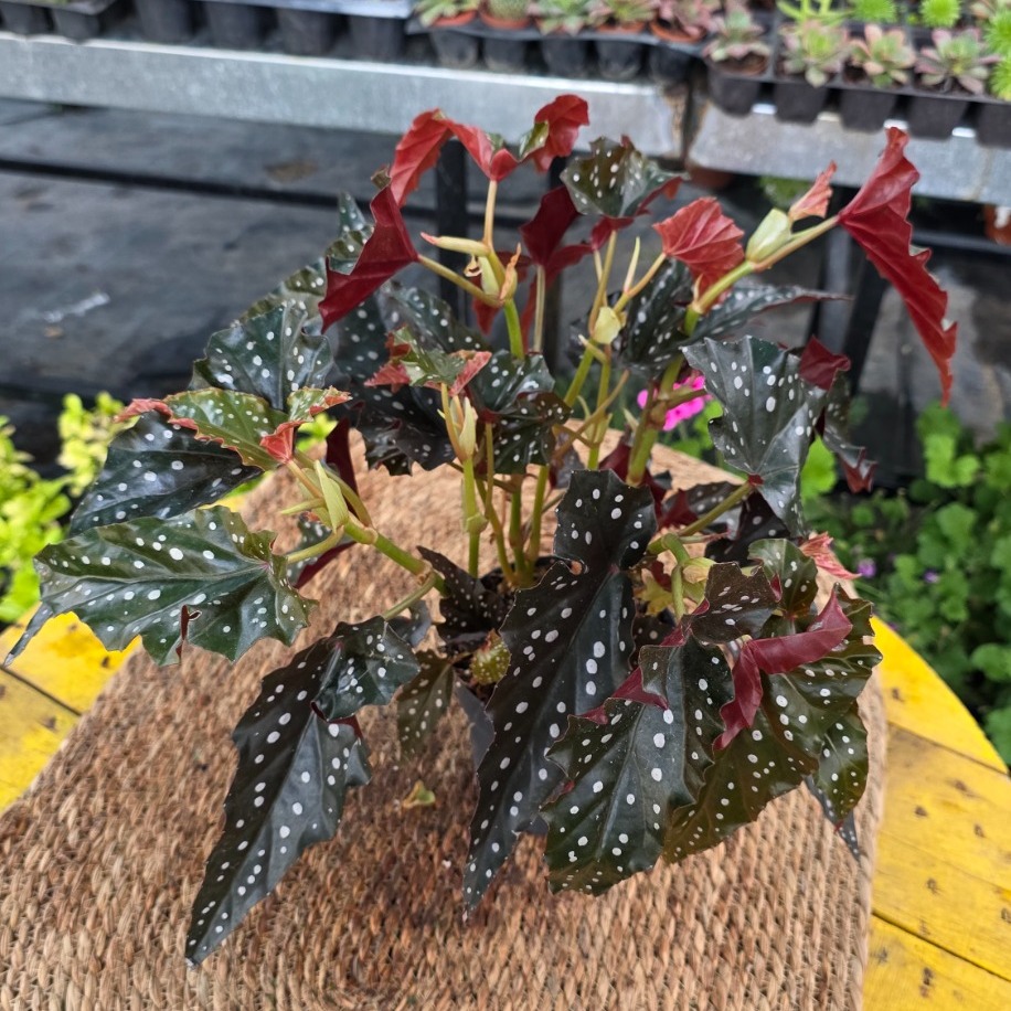 Çilli Begonya – Begonia Maculata Wightii (Bol Çiçek Tomurcuklu & Puantiyeli Salon Bitkisi) - görsel 2