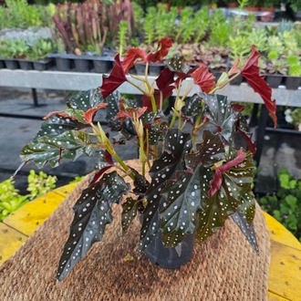 Çilli Begonya – Begonia Maculata Wightii (Bol Çiçek Tomurcuklu & Puantiyeli Salon Bitkisi) - görsel 4