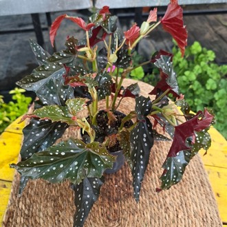 Çilli Begonya – Begonia Maculata Wightii (Bol Çiçek Tomurcuklu & Puantiyeli Salon Bitkisi) - görsel 6