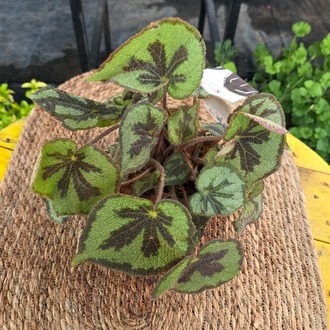 Demir Haç Begonya – Begonia Masoniana Iron Cross (Canlı Özel Yaprak Begonyası) - görsel 5