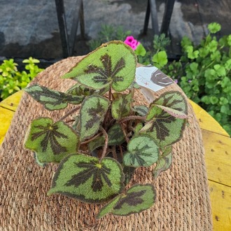 Demir Haç Begonya – Begonia Masoniana Iron Cross (Canlı Özel Yaprak Begonyası) - görsel 8