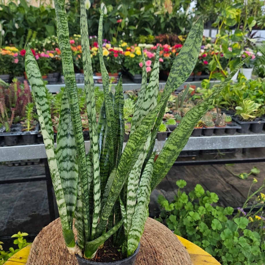 Büyük Boy Yeşil Paşa Kılıcı – Sansevieria Zeylanica (Kaplan Desenli XL Salon Bitkisi) - görsel 2