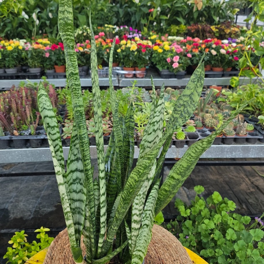 Büyük Boy Yeşil Paşa Kılıcı – Sansevieria Zeylanica (Kaplan Desenli XL Salon Bitkisi) - görsel 3