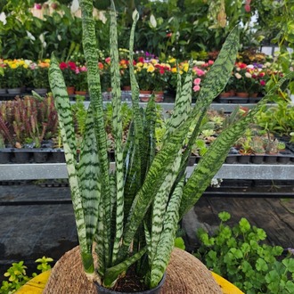 Büyük Boy Yeşil Paşa Kılıcı – Sansevieria Zeylanica (Kaplan Desenli XL Salon Bitkisi) - görsel 4