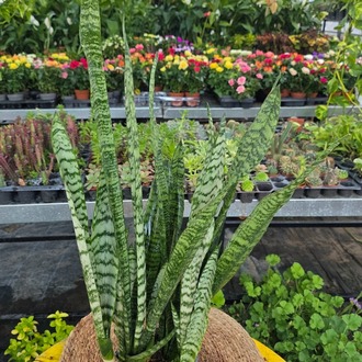 Büyük Boy Yeşil Paşa Kılıcı – Sansevieria Zeylanica (Kaplan Desenli XL Salon Bitkisi) - görsel 6