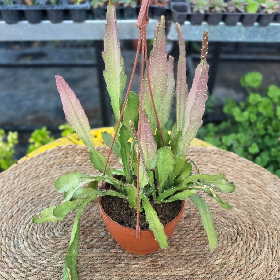 Kırmızı Çiçekli Atlas Çiçeği – Epiphyllum Ackermannii (Sarkıcı Canlı Güneş Kaktüsü) - görsel 2