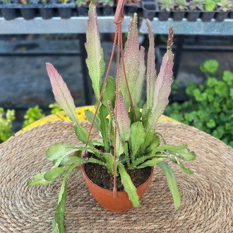 Kırmızı Çiçekli Atlas Çiçeği – Epiphyllum Ackermannii (Sarkıcı Canlı Güneş Kaktüsü) - görsel 4