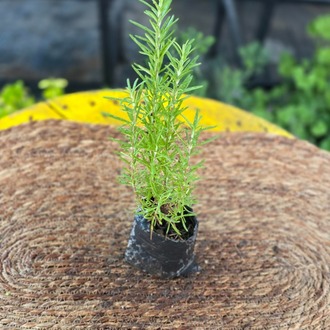 Taze Biberiye Fidesi – Rosmarinus Officinalis (Tüplü Aksesuarlı & Mutfak Baharatı Canlı Biberiye) - görsel 4