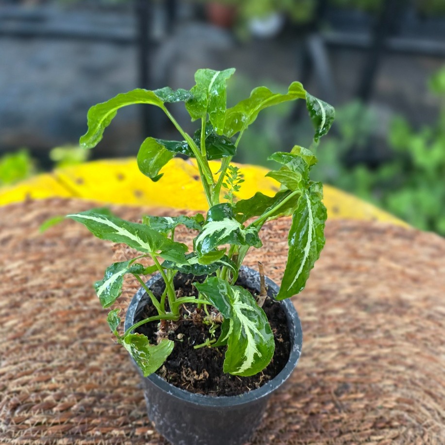 Gümüş Damarlı Ok Ucu Çiçeği – Syngonium Pixie (Minyatür Desenli Salon Bitkisi) - görsel 2