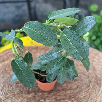 Çiçeksiz Madagaskar Yasemini – Stephanotis Floribunda (Çardaklı Sarmaşık Salon Bitkisi) - görsel 4
