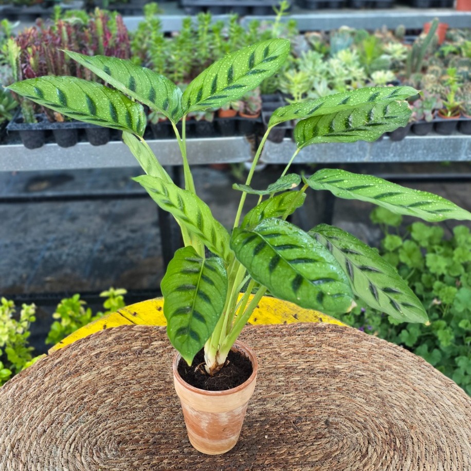 Dua Çiçeği Freddie – Calathea Burle-Marxii / Ctenanthe (Çizgili Egzotik Salon Bitkisi) - görsel 2