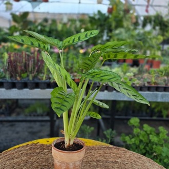 Dua Çiçeği Freddie – Calathea Burle-Marxii / Ctenanthe (Çizgili Egzotik Salon Bitkisi) - görsel 4