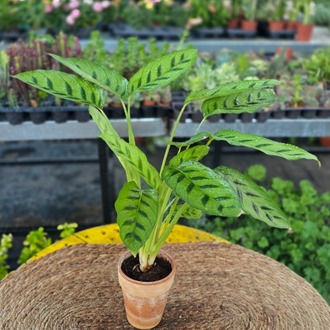Dua Çiçeği Freddie – Calathea Burle-Marxii / Ctenanthe (Çizgili Egzotik Salon Bitkisi) - görsel 6