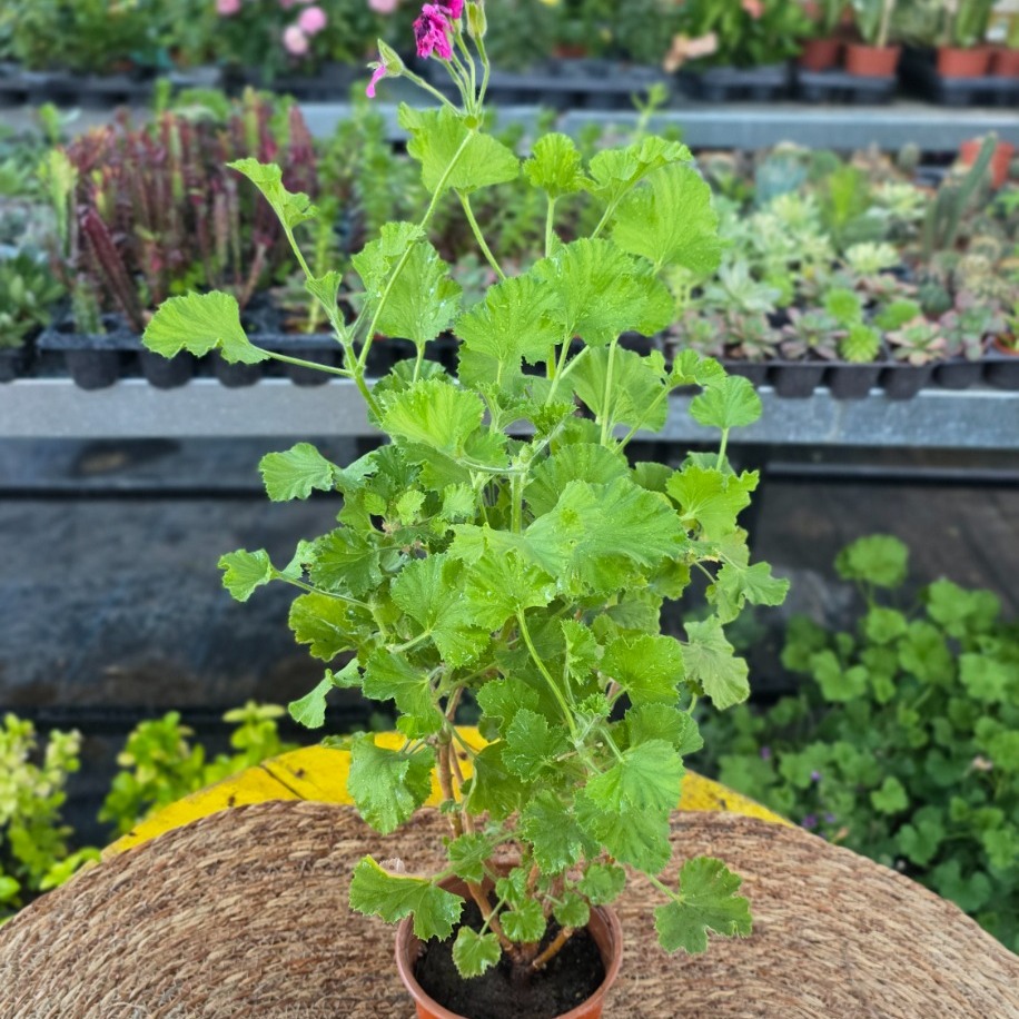 Canan Çiçeği – Ceylan Gözü Sardunya (Pelargonium Grandiflorum / Renkli Balkon Çiçeği) - görsel 2