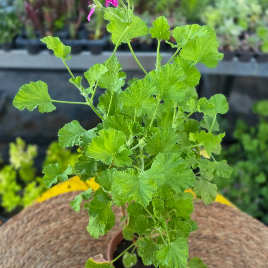 Canan Çiçeği – Ceylan Gözü Sardunya (Pelargonium Grandiflorum / Renkli Balkon Çiçeği) - görsel 3