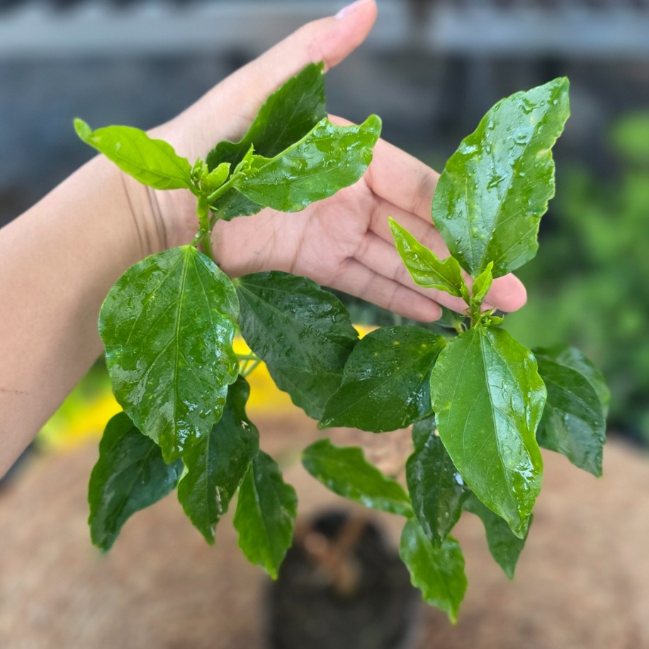 Japon Gülü Fidesi – Hibiscus Rosa-Sinensis (Tüplü Canlı Çiçekli Çalı & Balkon Çiçeği) - görsel 2