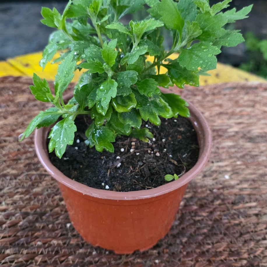 Kasımpatı Çiçeği Saksılı – Chrysanthemum (Renkli Balkon, Bahçe & Salon Bitkisi) - görsel 3