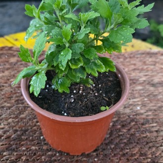 Kasımpatı Çiçeği Saksılı – Chrysanthemum (Renkli Balkon, Bahçe & Salon Bitkisi) - görsel 6