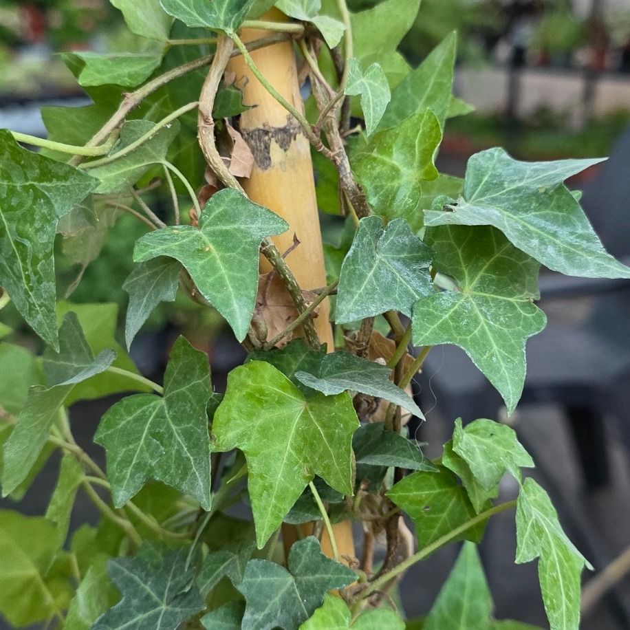 Bambulu Duvar Sarmaşığı – Hedera Helix (Tırmanıcı & Sarkıcı Dış/İç Mekân Canlı Bitki) - görsel 3