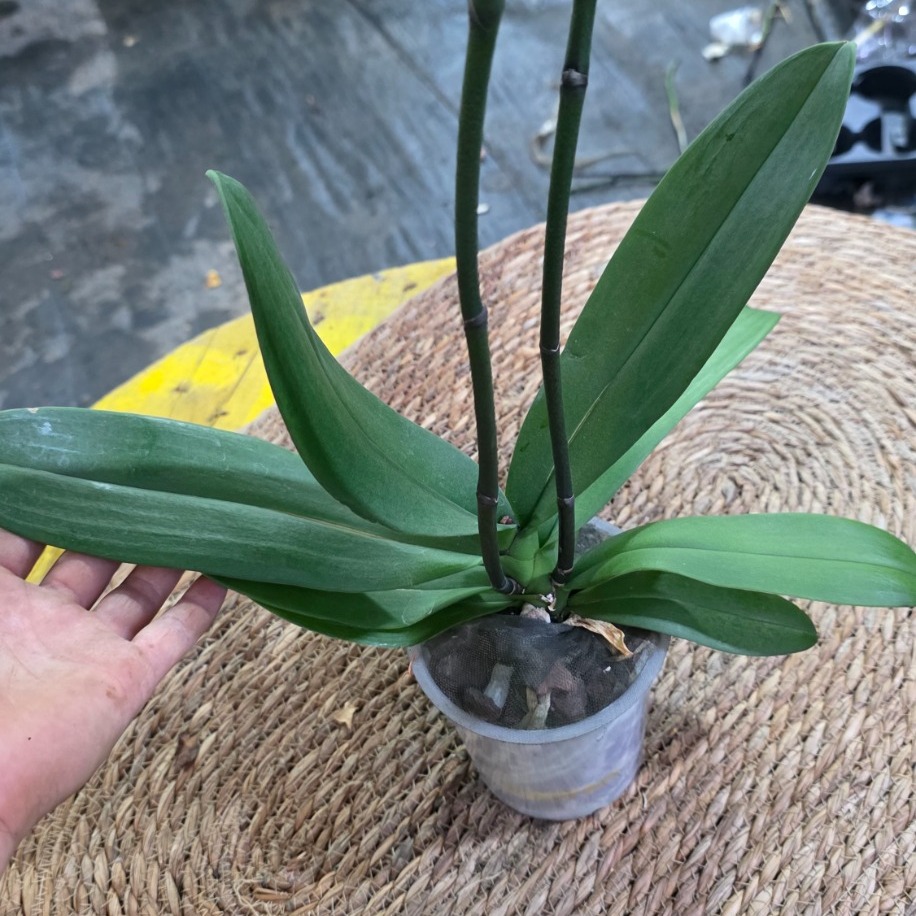 Çiçeksiz Orkide – Phalaenopsis (Kuvvetli Kök & Yaprak Aksamlı Saksılı Canlı Salon Bitkisi) - görsel 2