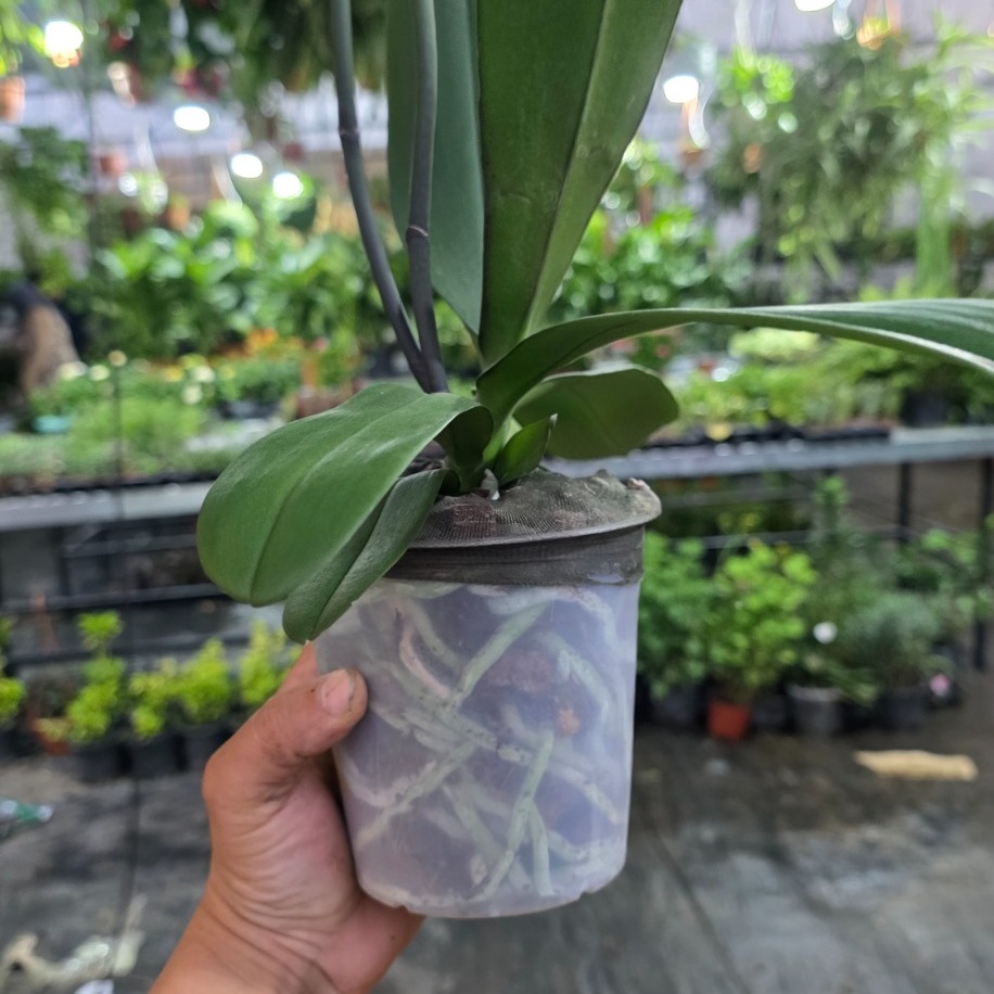 Çiçeksiz Orkide – Phalaenopsis (Kuvvetli Kök & Yaprak Aksamlı Saksılı Canlı Salon Bitkisi) - görsel 3