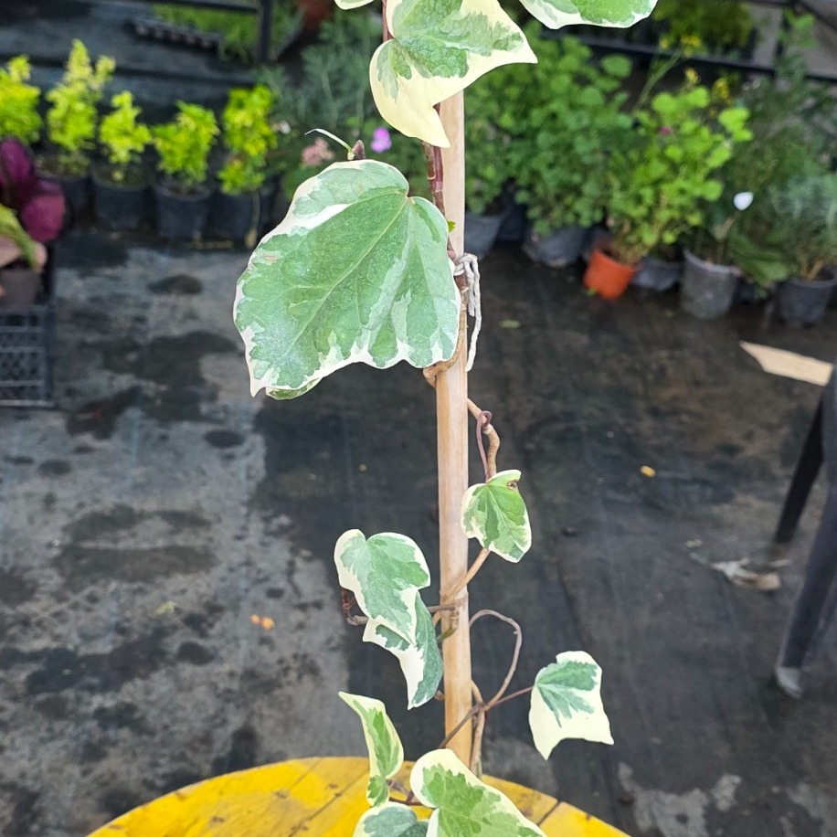 Bambulu Alacalı Duvar Sarmaşığı – Hedera Helix Variegata (Ebruli Tırmanıcı & Sarkıcı Canlı Bitki) - görsel 2