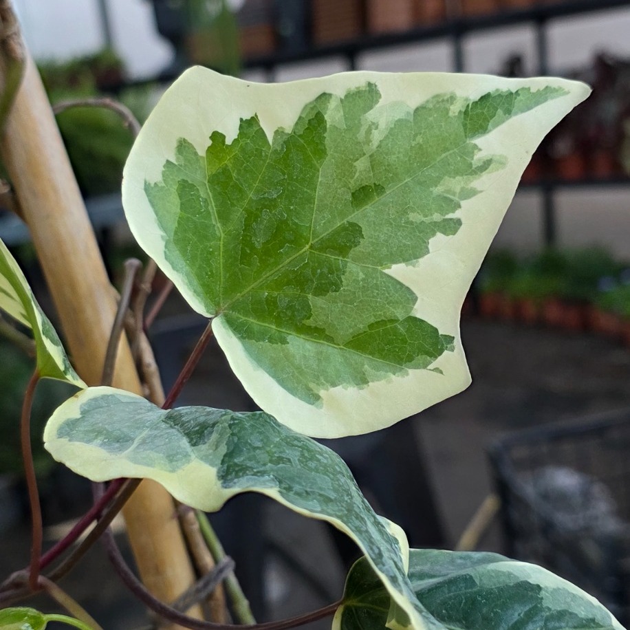 Bambulu Alacalı Duvar Sarmaşığı – Hedera Helix Variegata (Ebruli Tırmanıcı & Sarkıcı Canlı Bitki) - görsel 3