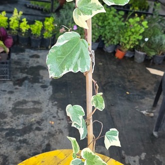 Bambulu Alacalı Duvar Sarmaşığı – Hedera Helix Variegata (Ebruli Tırmanıcı & Sarkıcı Canlı Bitki) - görsel 5