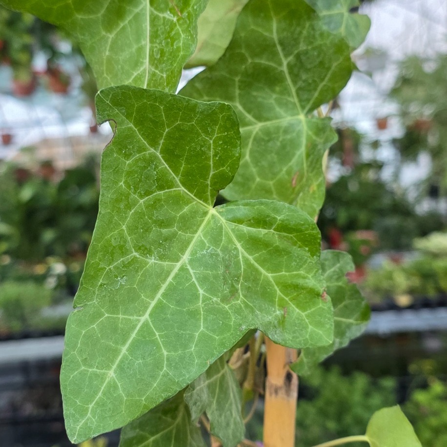 Bambulu Yeşil Duvar Sarmaşığı – Hedera Helix (Tırmanıcı & Sarkıcı Canlı Dış/İç Mekân Bitkisi) - görsel 2