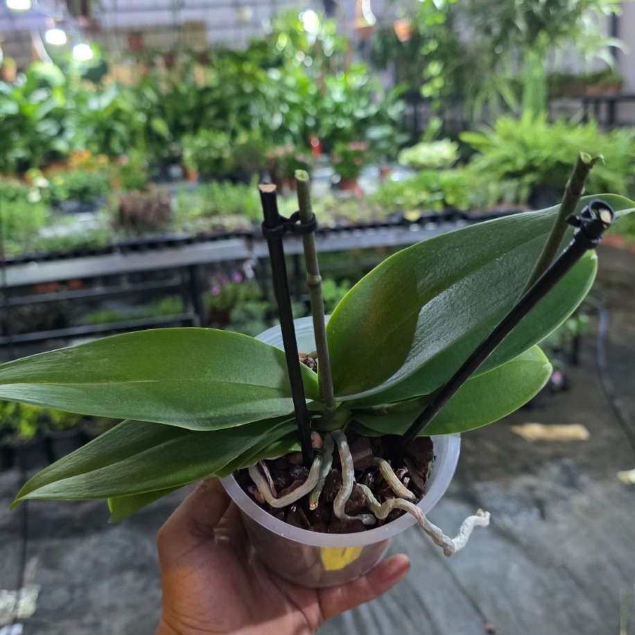 Midi Çiçeksiz Orkide – Phalaenopsis (Kompakt Boy Canlı Salon Bitkisi) - görsel 2