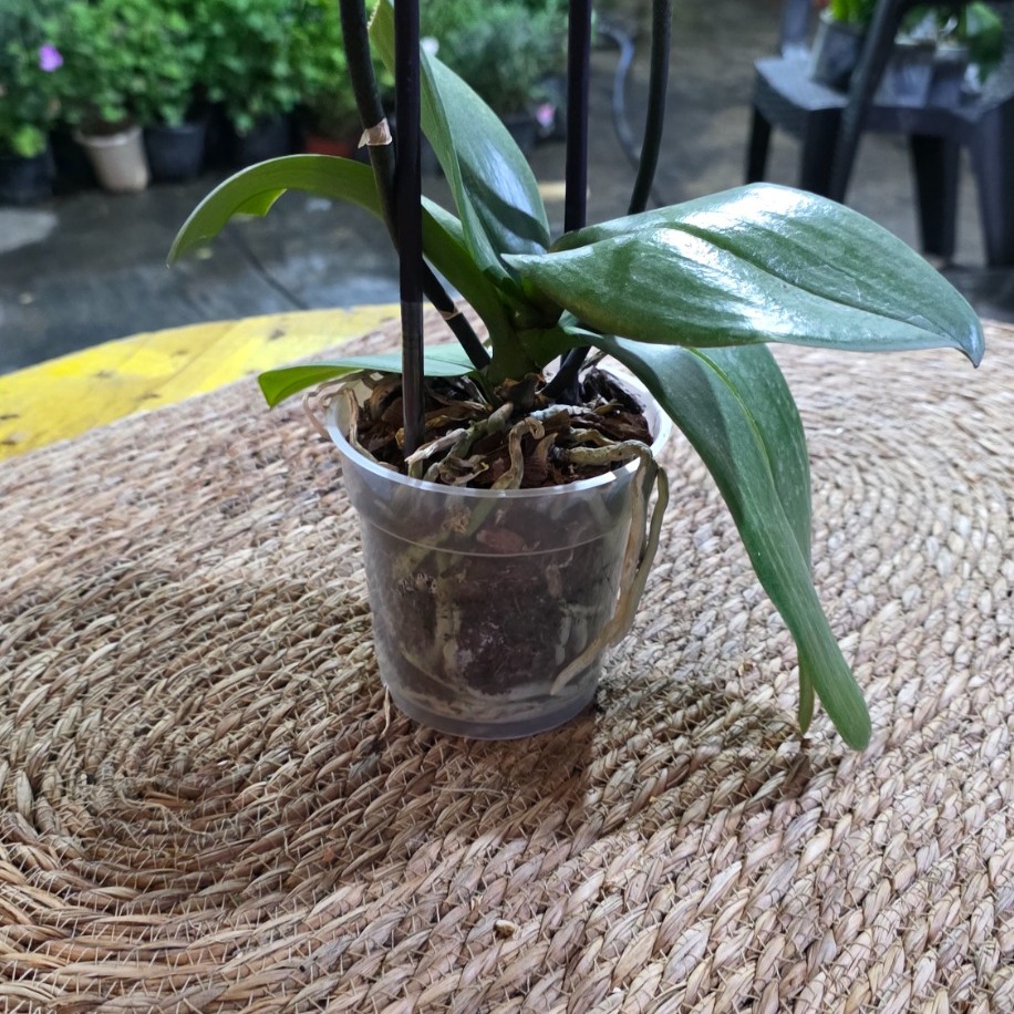 Hasarlı / Budanmış Yapraklı Midi Çiçeksiz Orkide – Phalaenopsis (Uygun Fiyatlı Fırsat Ürünü) - görsel 2