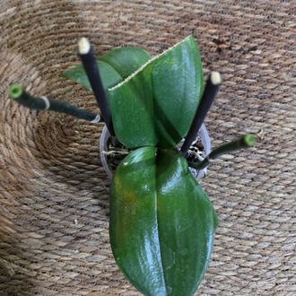 Hasarlı / Budanmış Yapraklı Midi Çiçeksiz Orkide – Phalaenopsis (Uygun Fiyatlı Fırsat Ürünü) - görsel 3