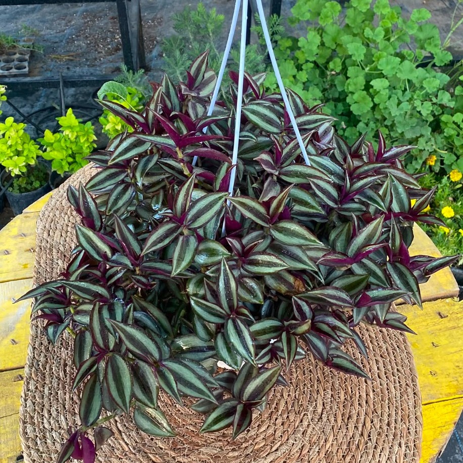 Askılı Saksıda Dolgun Telgraf Çiçeği – Tradescantia Zebrina (Mor Gümüş Parıltılı Canlı Sarmaşık) - görsel 2