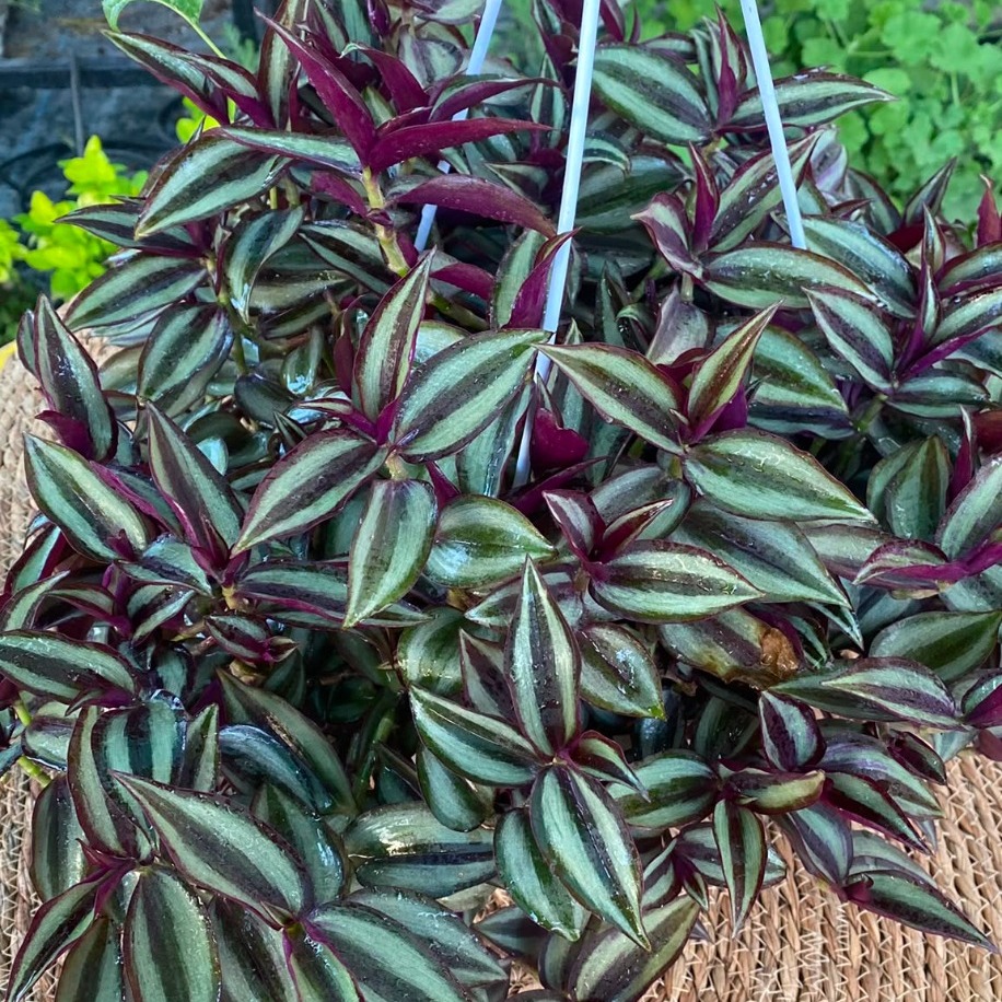 Askılı Saksıda Dolgun Telgraf Çiçeği – Tradescantia Zebrina (Mor Gümüş Parıltılı Canlı Sarmaşık) - görsel 3