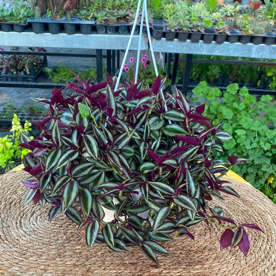 Askılı Saksıda Dolgun Telgraf Çiçeği – Tradescantia Zebrina (Mor Gümüş Parıltılı Canlı Sarmaşık) - görsel 4