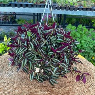 Askılı Saksıda Dolgun Telgraf Çiçeği – Tradescantia Zebrina (Mor Gümüş Parıltılı Canlı Sarmaşık) - görsel 5