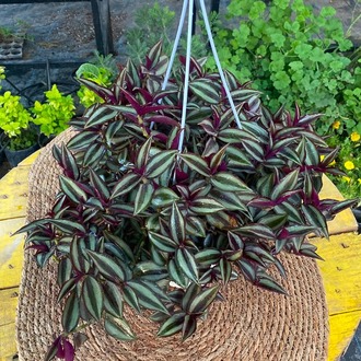Askılı Saksıda Dolgun Telgraf Çiçeği – Tradescantia Zebrina (Mor Gümüş Parıltılı Canlı Sarmaşık) - görsel 6
