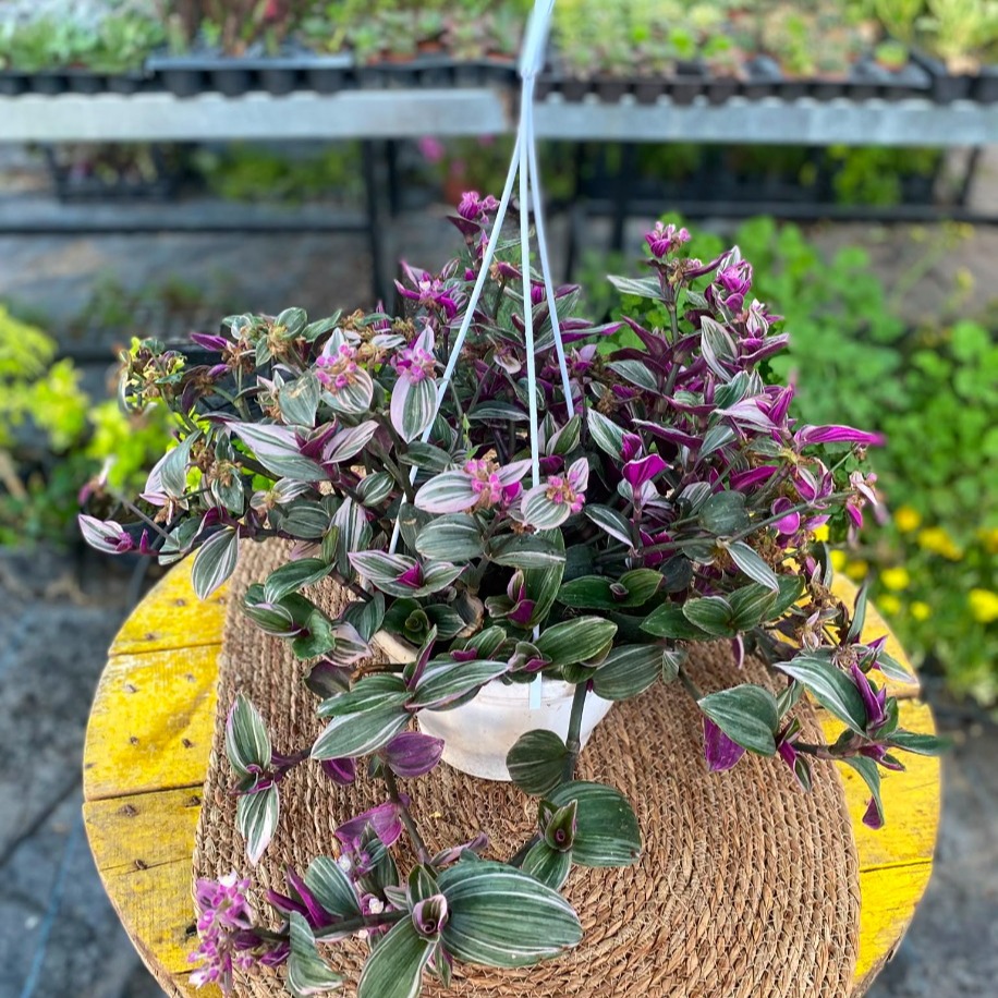 Askılı Saksıda Alacalı Pembe Telgraf Çiçeği – Tradescantia Tricolor (Ebruli Pembe Canlı Sarmaşık) - görsel 2