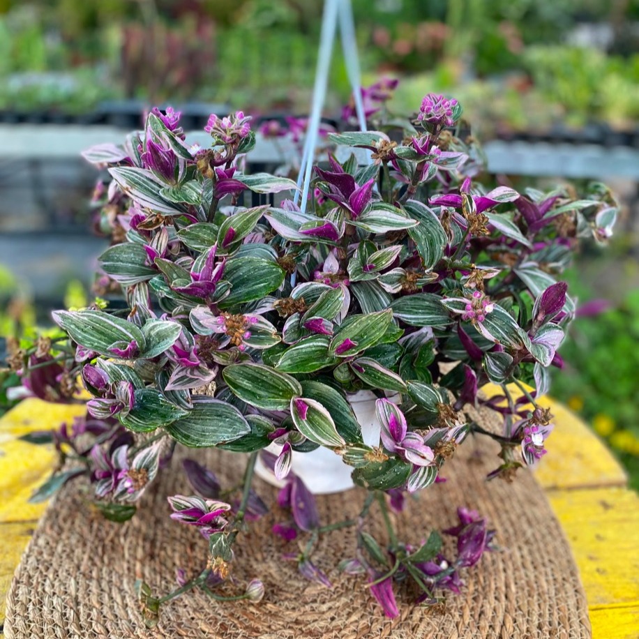 Askılı Saksıda Alacalı Pembe Telgraf Çiçeği – Tradescantia Tricolor (Ebruli Pembe Canlı Sarmaşık) - görsel 3