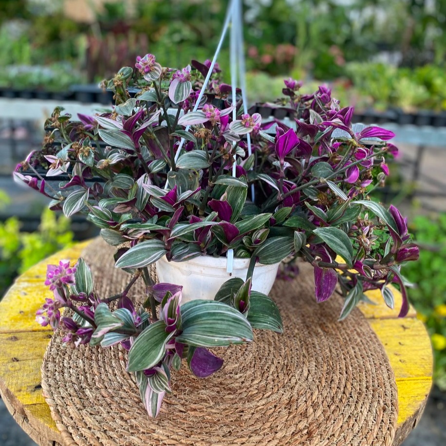 Askılı Saksıda Alacalı Pembe Telgraf Çiçeği – Tradescantia Tricolor (Ebruli Pembe Canlı Sarmaşık) - görsel 4