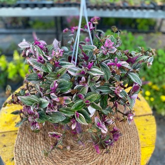 Askılı Saksıda Alacalı Pembe Telgraf Çiçeği – Tradescantia Tricolor (Ebruli Pembe Canlı Sarmaşık) - görsel 5