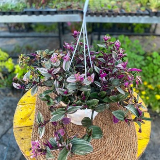 Askılı Saksıda Alacalı Pembe Telgraf Çiçeği – Tradescantia Tricolor (Ebruli Pembe Canlı Sarmaşık) - görsel 6