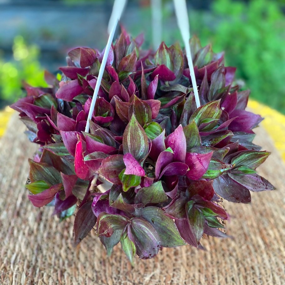 Askılı Saksıda Ekstra Dolgun Mor Telgraf Çiçeği – Tradescantia (Top Formlu Canlı Sarmaşık) - görsel 3