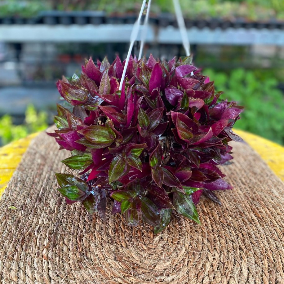Askılı Saksıda Ekstra Dolgun Mor Telgraf Çiçeği – Tradescantia (Top Formlu Canlı Sarmaşık) - görsel 4
