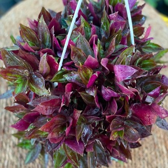 Askılı Saksıda Ekstra Dolgun Mor Telgraf Çiçeği – Tradescantia (Top Formlu Canlı Sarmaşık) - görsel 6