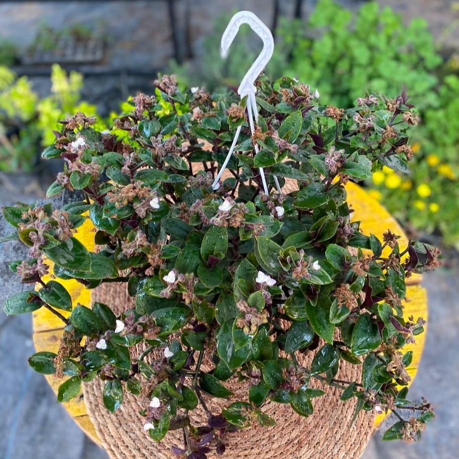 Askılı Saksıda Çiçekli Yeşil-Mor Telgraf Çiçeği – Tradescantia (Sarkıcı Canlı Balkon & Salon Bitkisi) - görsel 3