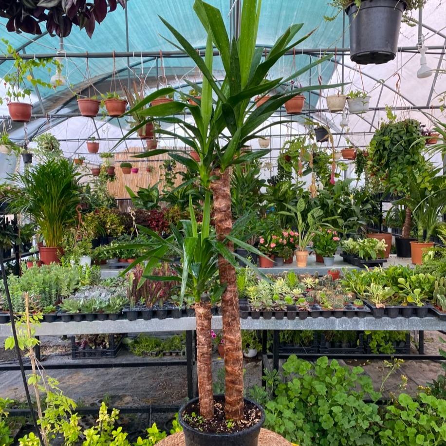 Çift Gövdeli Büyük Boy Yucca Çiçeği – Yucca Elephantipes (Lüks Salon Ve Ofis Bitkisi) - görsel 2