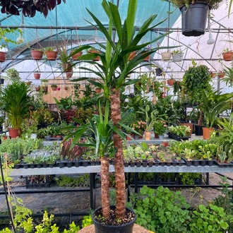 Çift Gövdeli Büyük Boy Yucca Çiçeği – Yucca Elephantipes (Lüks Salon Ve Ofis Bitkisi) - görsel 3