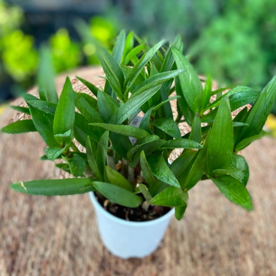 Dendrobium Nobile Orkide – Bol Gövdeli Canlı Orkide (Özel Koleksiyon Türü) - görsel 2