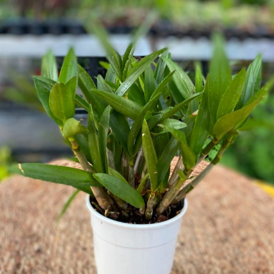 Dendrobium Nobile Orkide – Bol Gövdeli Canlı Orkide (Özel Koleksiyon Türü) - görsel 3